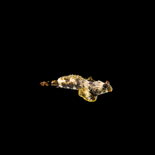 Scooter Blenny