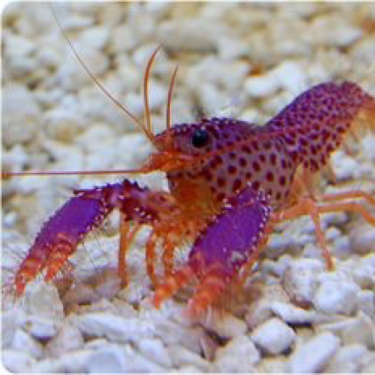 Debelius' Reef Lobster