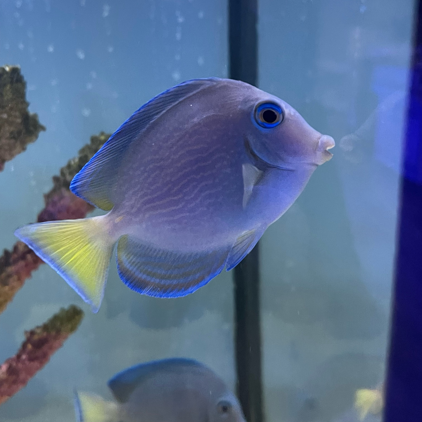 Atlantic Blue Tang