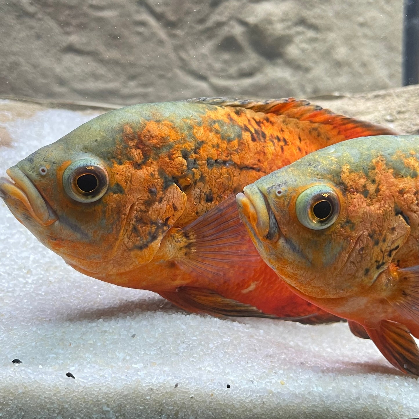 Red Smooth Oscar
