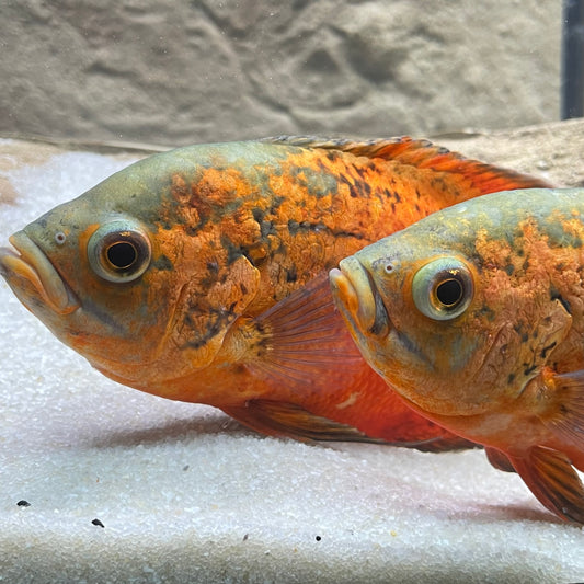 Red Smooth Oscar