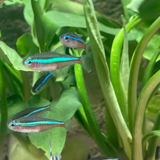 Green Neon Tetra