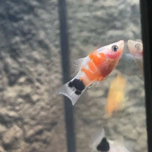 Mickey Mouse Tiger Platy