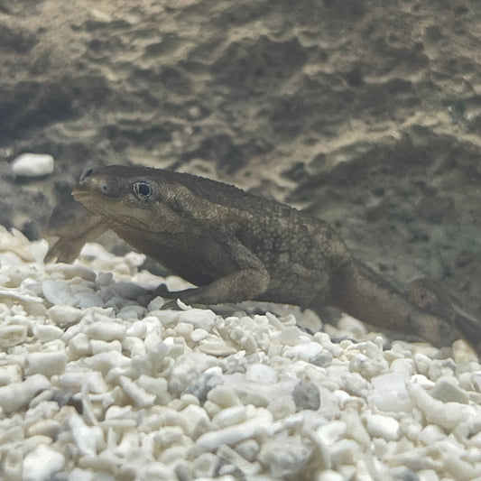 African Dwarf Frog