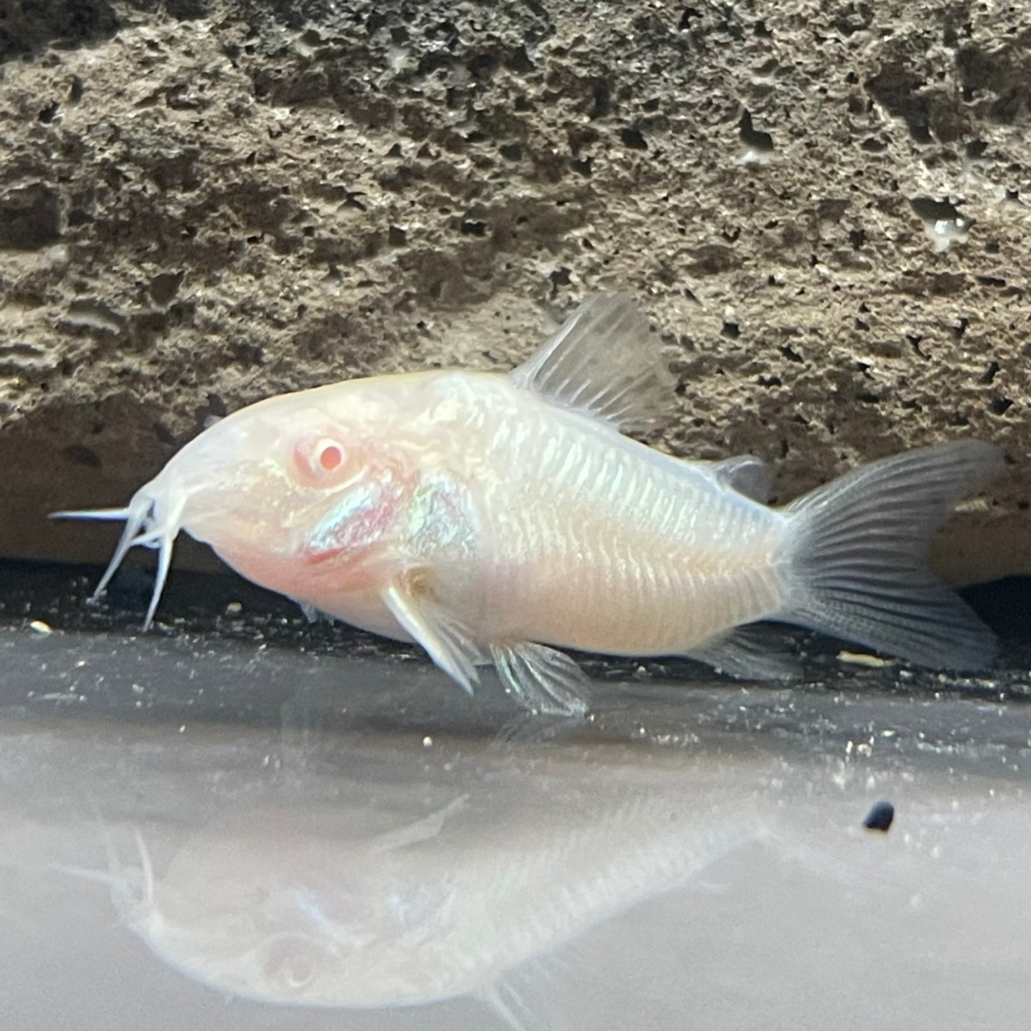 Albino Cory