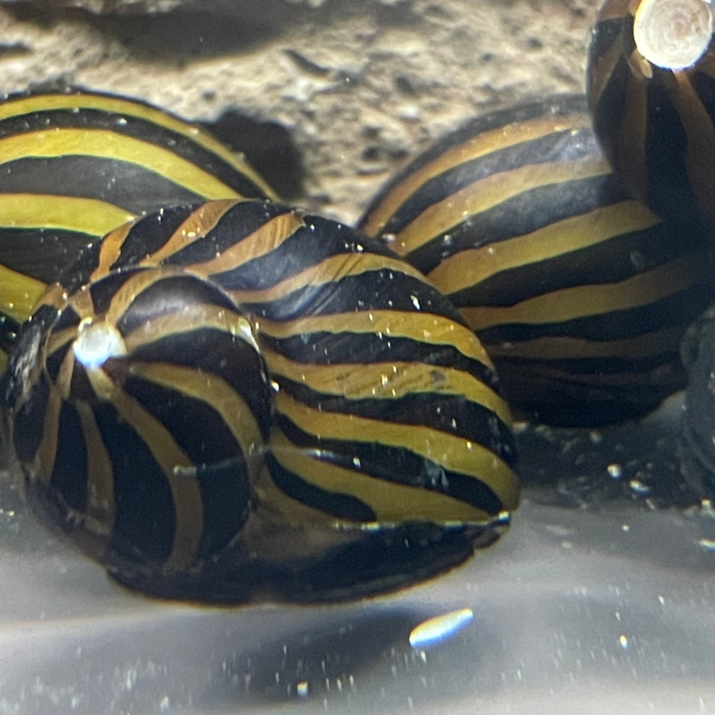 Zebra Nerite Snail