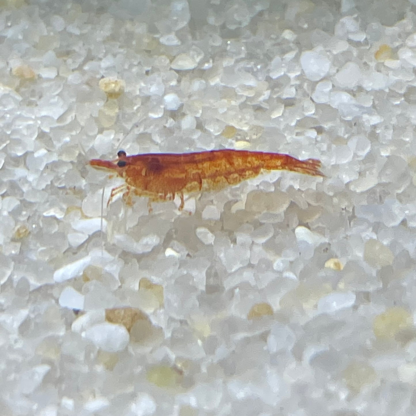 Red Cherry Neocaridina Shrimp