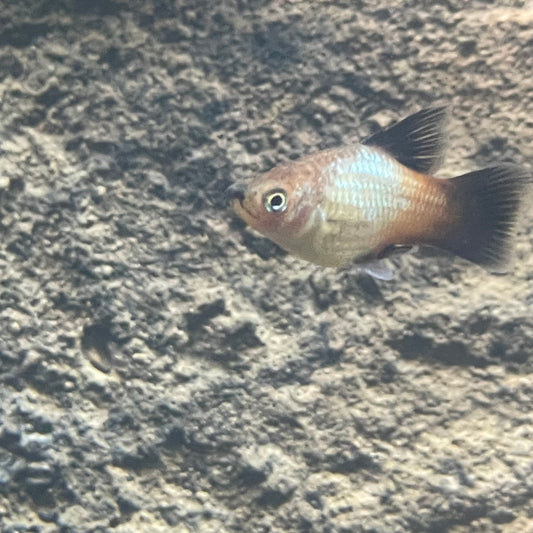 Rainbow High Fin Platy