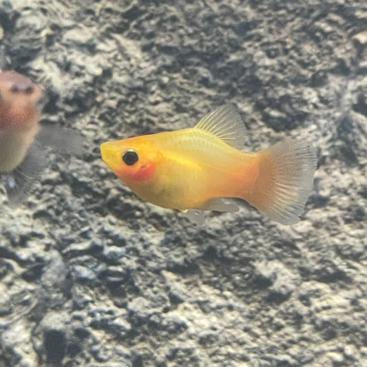 Coral Sunset Platy