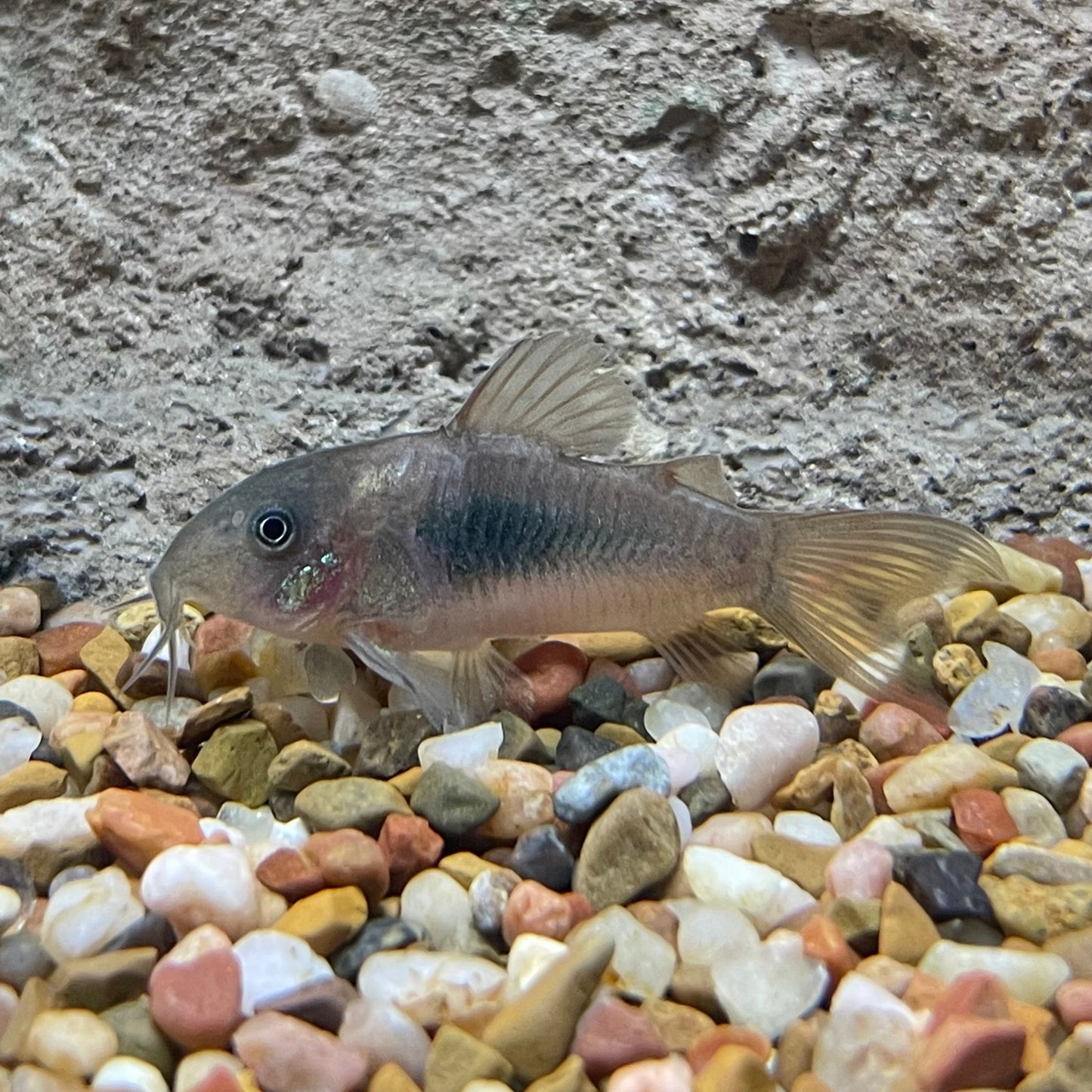 Bronze Cory
