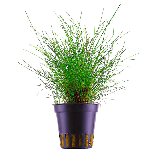Tropica Eleocharis Parvula