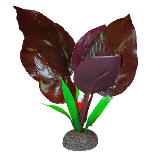 Betta Premium Red Lizard Plant, 6 in / 15 cm