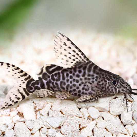 Featherfin Catfish (Synodontis Euptera)