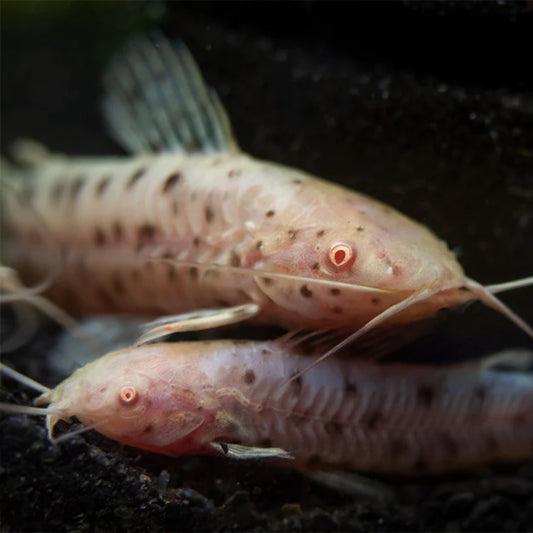 Albino Hoplos hito