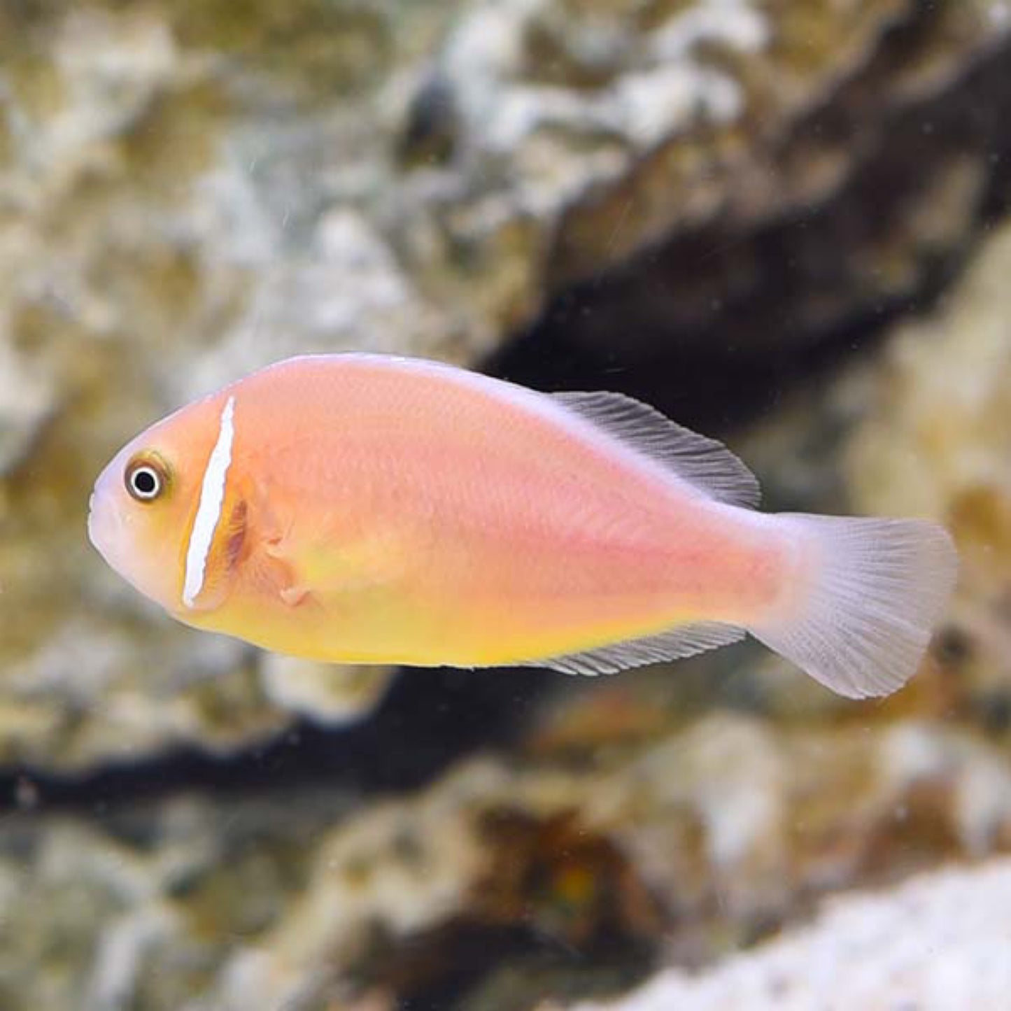 Captive Bred Pink Skunk Clownfish small