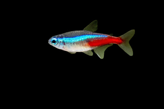 Neon Tetra