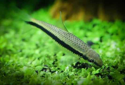 Siamese Algae Eater (Crossocheilus Siamesis)