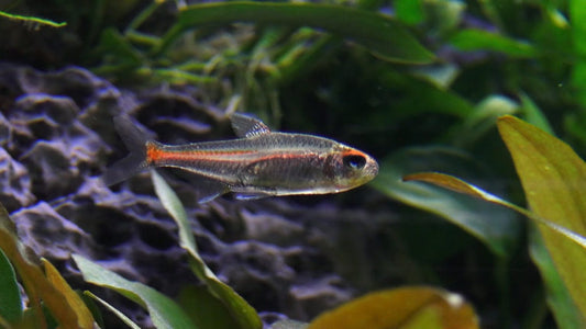 Tetra Glowlight