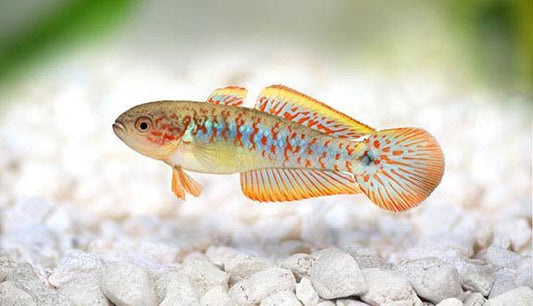 Peacock goby - Tateurndina Ocellicauda