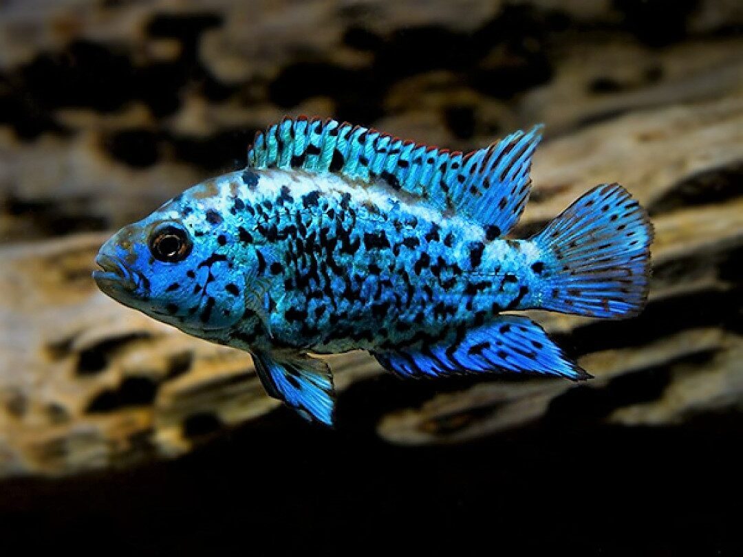 Jack Dempsey Electric Blue - Rocio octofasciatum