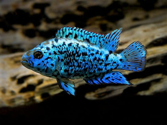 Jack Dempsey Electric Blue - Rocio octofasciatum