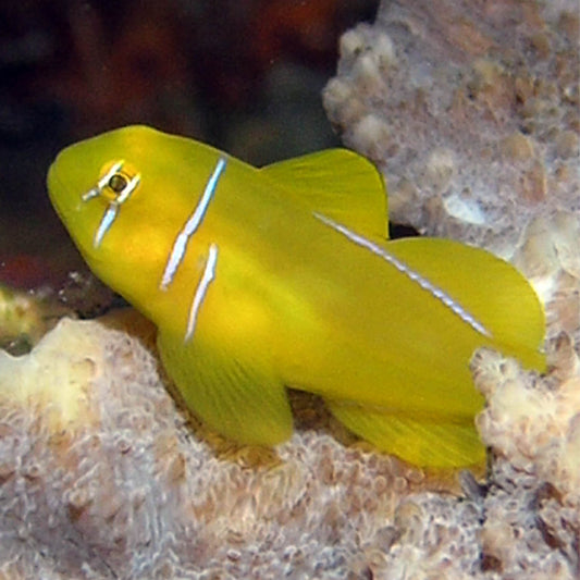 Citron Clown Goby