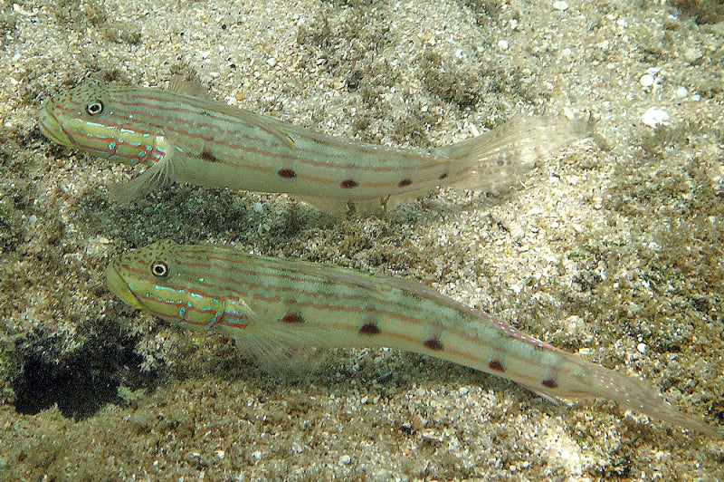 Sleeper Striped Goby