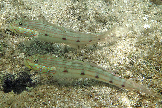Sleeper Striped Goby