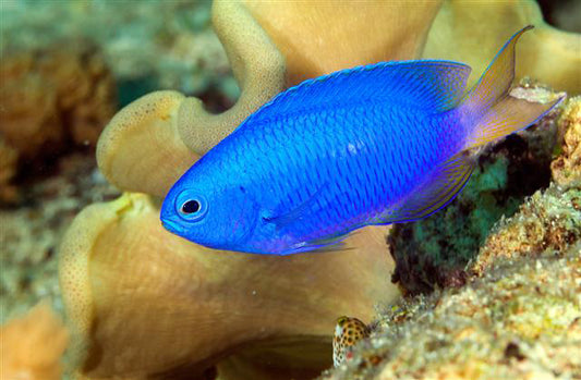 Fiji Electric Blue Damsel