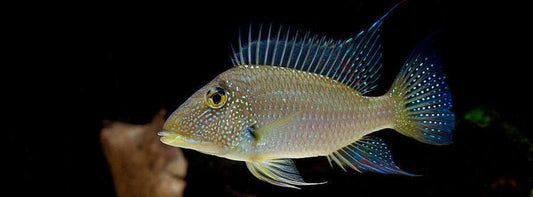 Geophagus Jurupari 4"