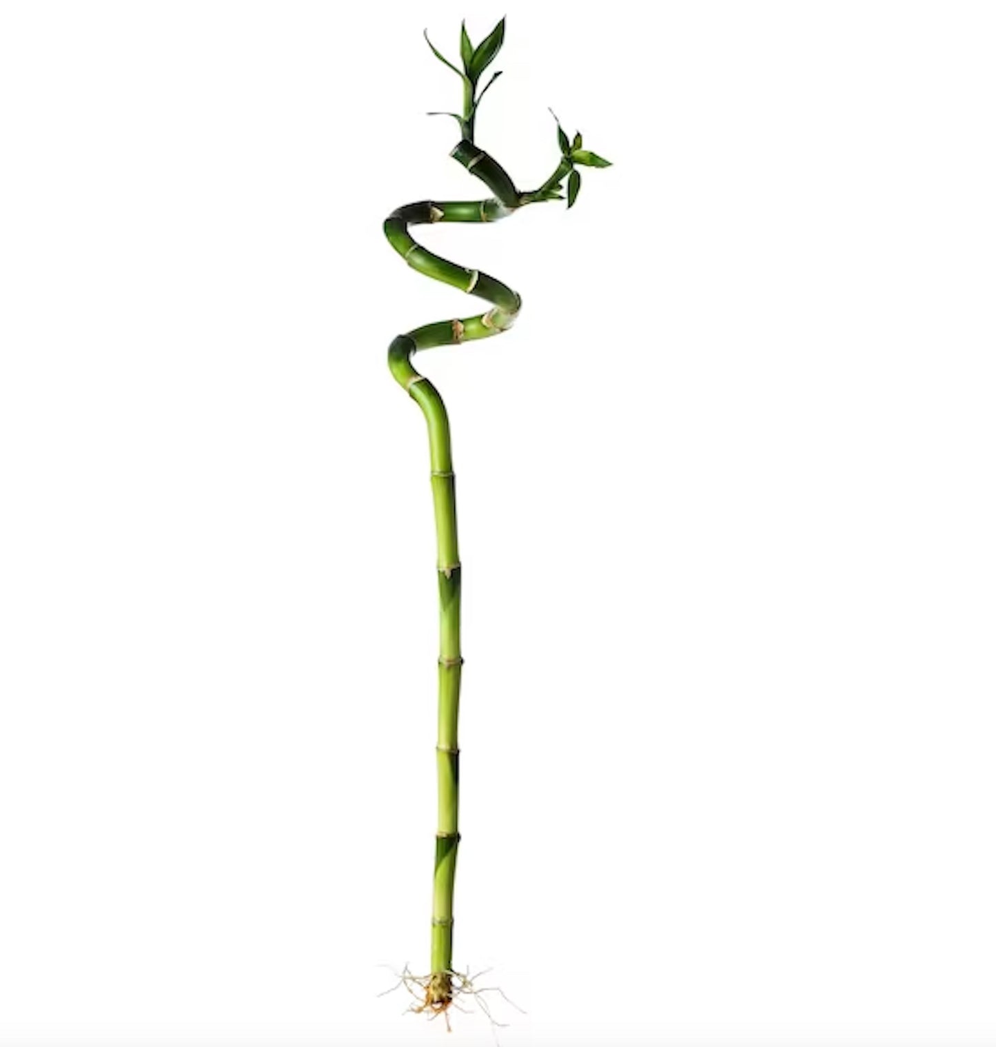 Spiral Bamboo