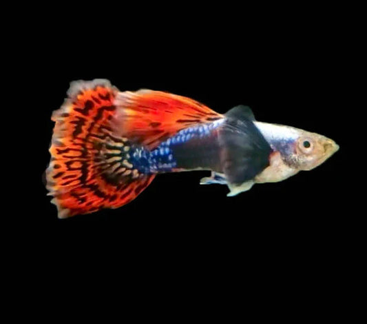 Red Mosaic Guppy