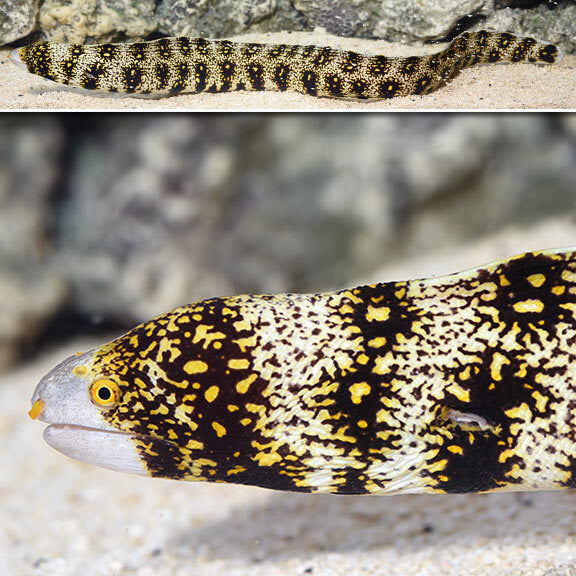 Snowflake Eel Md/Lg