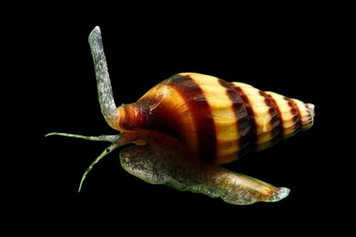 Assassin Snail