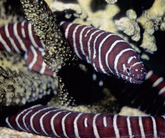 Zebra Moray Eel Small