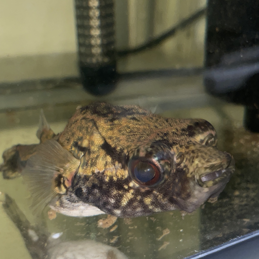 Humpback/Dragon Puffer 3”