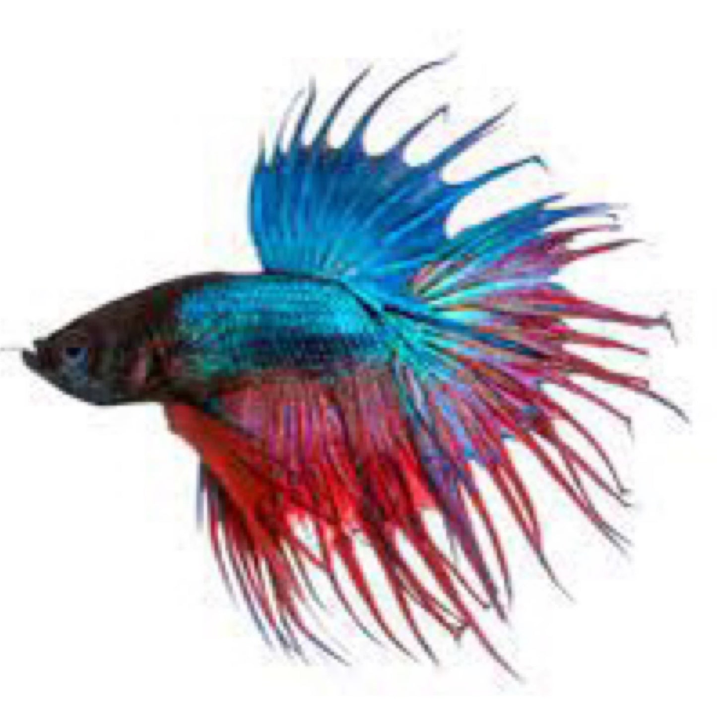 Betta Crown-tail