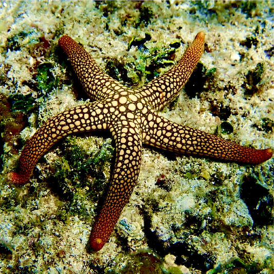 Pacific Jewel Starfish