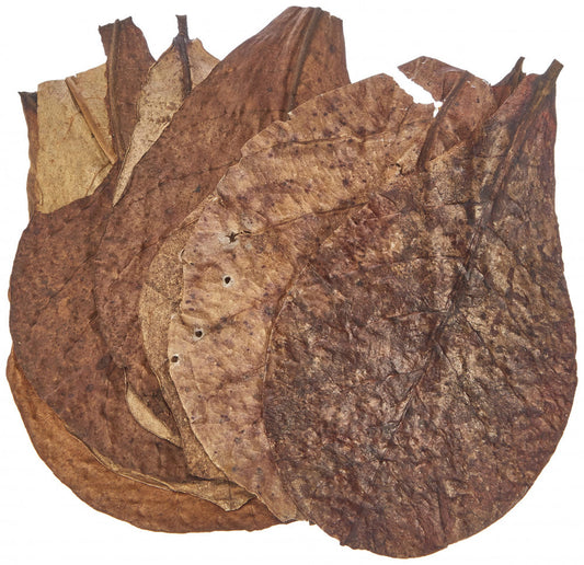 Sera Catappa Leaves 10pcs