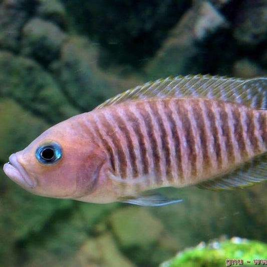 Neolamprologus Multifasciatus "Many Banded Shell Dweller"