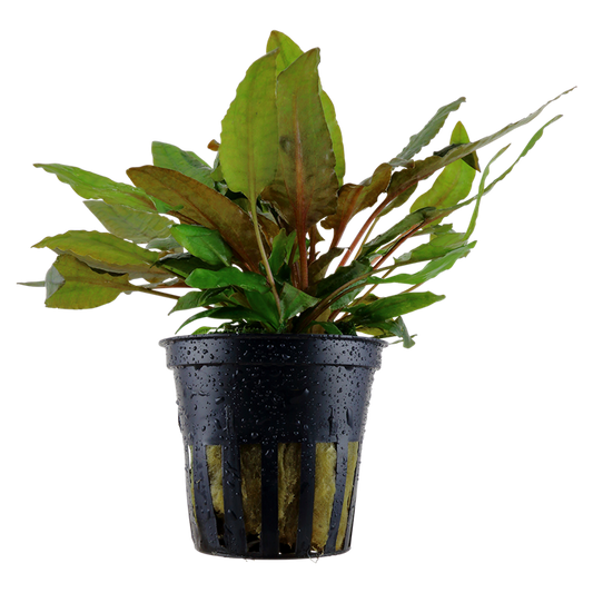 Tropica Cryptocoryne wendtii