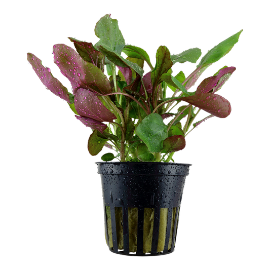 Tropica Lobelia cardinalis