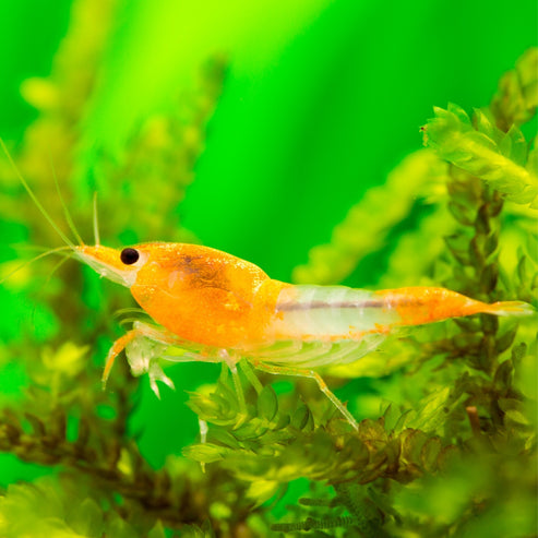Rilli Orange Neocaridina Shrimp – Concrete Blonde Aquatics