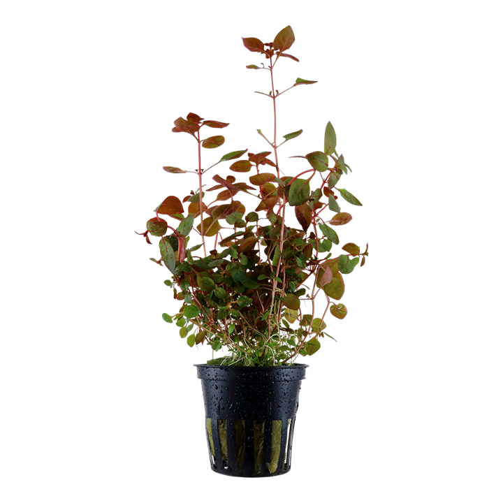 Tropica Ludwigia palustris 'Super Red'