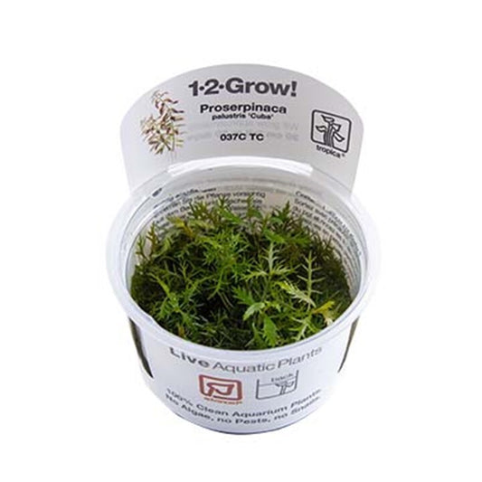 Tropica Proserpinaca palustris 'Cuba' 1-2-Grow