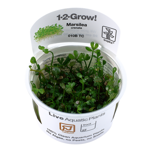 Tropica Marsilea crenata 1-2-Grow