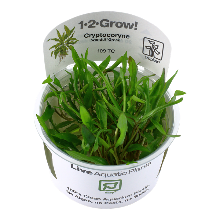 Tropica Cryptocoryne wendtii 'Green' 1-2-Grow