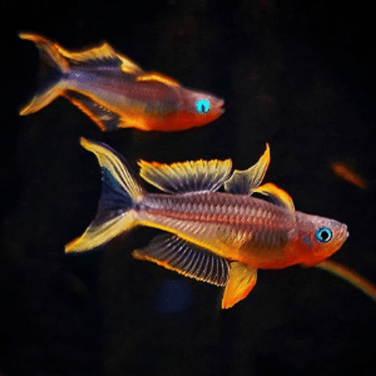 Fork-Tail/Celebes Rainbow Fish in PAIRS