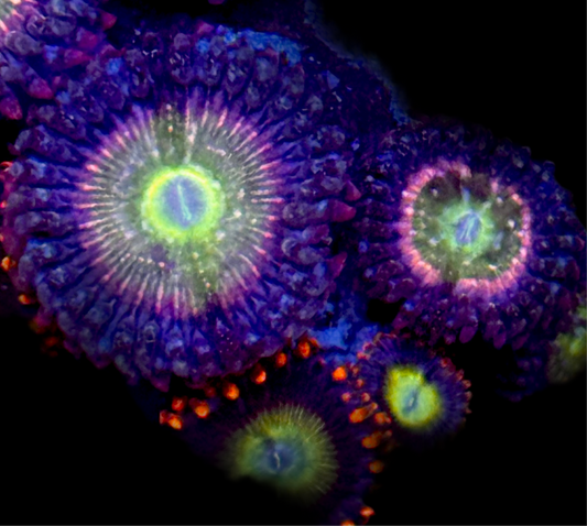 Mixed Zoas frag wysiwyg