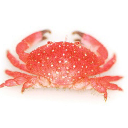 Strawberry Crab